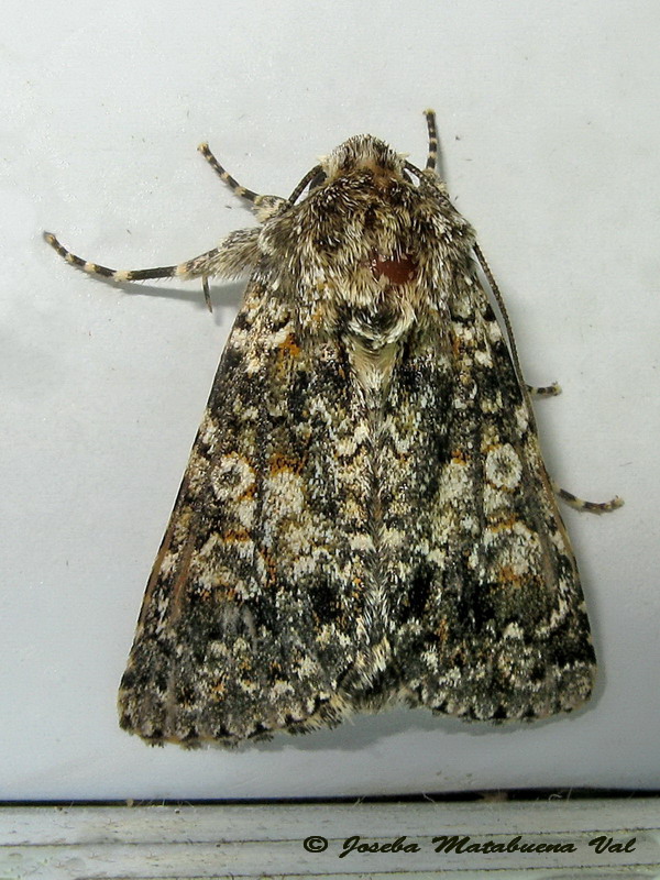 Hadena (Hadena) consparcatoides (Noctuidae) ? S